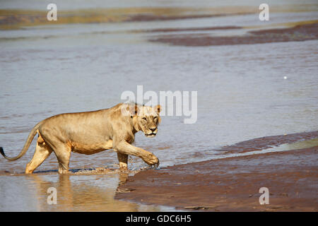 African Lion, Panthera Leo, junge männliche Kreuzung Fluß, Samburu Park in Kenia Stockfoto