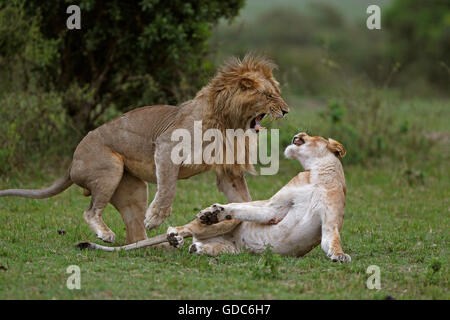 African Lion, Panthera Leo, paar Paarung, Masai Mara Park in Kenia Stockfoto