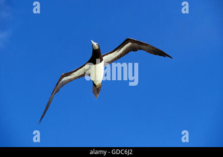 Braun BOOBY Sula Leucogaster, Erwachsene IN FLIGHT, Australien Stockfoto