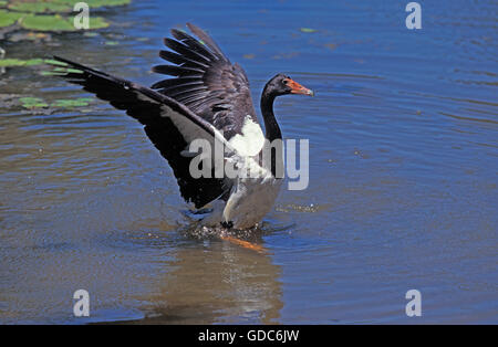 Magpie Goose, Anseranas Semipalmata, Erwachsenen ausziehen aus Wasser, Australien Stockfoto