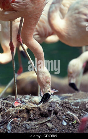 Chilenische Flamingo Phoenicopterus Chilensis, Erwachsene auf Nest, auf der Suche nach ei Stockfoto