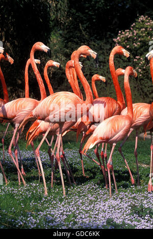 CHILENISCHE FLAMINGO Phoenicopterus Chilensis, Gruppe von Erwachsenen Stockfoto