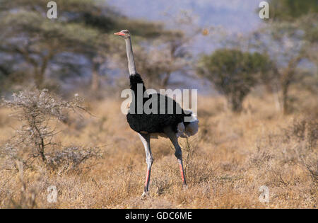 Strauß, Struthio Camelus, Männlich, Masai Mara-Park in Kenia Stockfoto