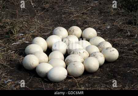 Strauß, Struthio Camelus, Eiern im Nest, Masai Mara-Park in Kenia Stockfoto