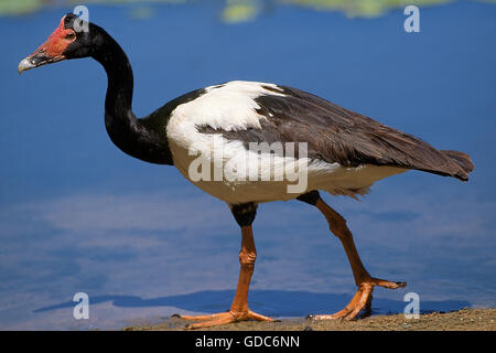 MAGPIE GOOSE Anseranas Semipalmata, Erwachsene in der Nähe von Wasser, Australien Stockfoto