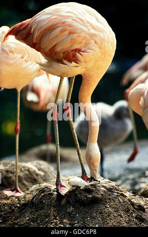 CHILENISCHE FLAMINGO Phoenicopterus Chilensis, Erwachsene ON auf der Suche nach seinen NOTGROSCHEN Stockfoto