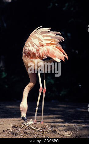 CHILENISCHE FLAMINGO Phoenicopterus Chilensis, Erwachsene ON auf der Suche nach seinen NOTGROSCHEN Stockfoto