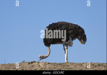 Strauß Struthio Camelus, MASAI MARA PARK, Kenia Stockfoto