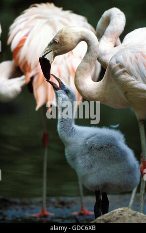 Chilenische Flamingo Phoenicopterus Chilensis, Erwachsenen Fütterung Küken Stockfoto