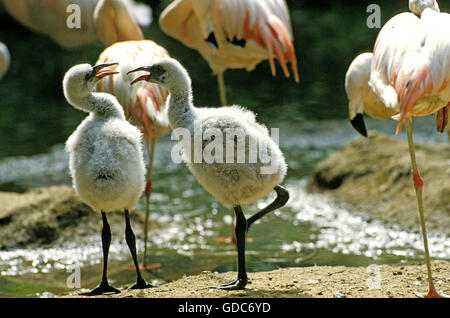 Chilenische Flamingo Phoenicopterus Chilensis, Gruppe mit Erwachsenen und Küken Stockfoto