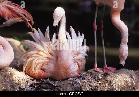 CHILENISCHE FLAMINGO Phoenicopterus Chilensis, Erwachsene ON NEST Stockfoto