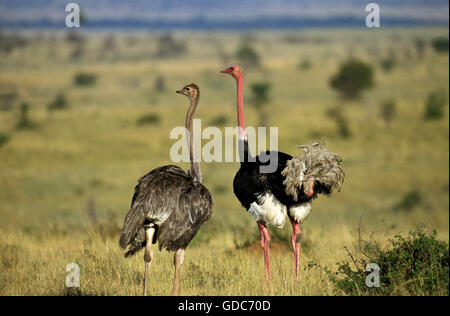 Strauß, Struthio Camelus, paar in Savannah, Kenia Stockfoto