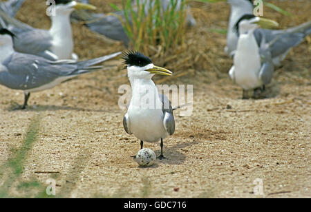 SWIFT-Tern, Sterna Bergii, Erwachsene mit Ei, Australien Stockfoto