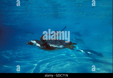 Humboldt-Pinguin, Spheniscus Humboldti, Gruppe unter Wasser Stockfoto