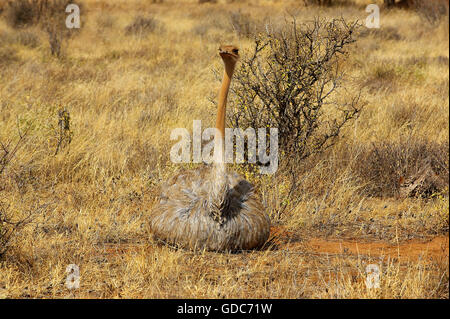 Strauß, Struthio Camelus, Weiblich, Masai Mara-Park in Kenia Stockfoto