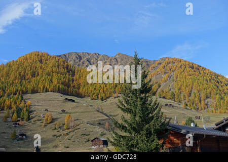 Schweiz, Europa, Wallis, Goms, Münster, Berge, Holz, Wald, Herbst Stockfoto