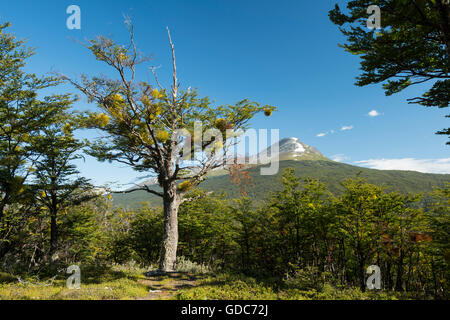 Süd-Amerika, Feuerland, Argentinien, Ushuaia, Feuerland Nationalpark Stockfoto