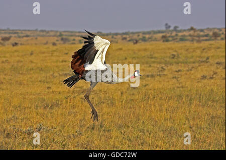 Grau-gekrönter Kran Balearica Regulorum, Erwachsenen während des Fluges, Masai Mara-Park in Kenia Stockfoto