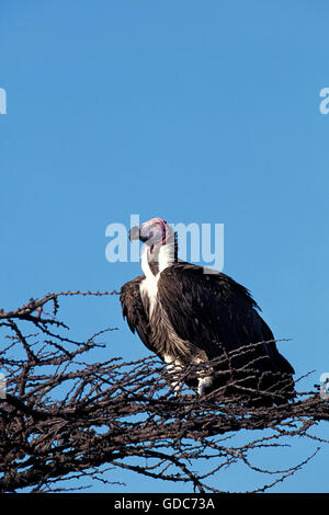 OHRENGEIER konfrontiert Geier Torgos Tracheliotus, Erwachsene thront ON BRANCH, Kenia Stockfoto