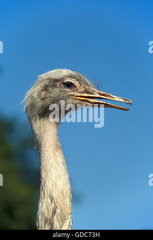 AMERIKANISCHE RHEA Rhea Americana, Porträt von Erwachsenen Stockfoto