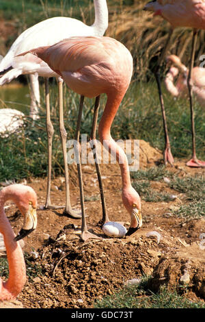 Größere Flamingo, Phoenicopterus Ruber Roseus, Erwachsene auf Nest, auf der Suche nach ei Stockfoto