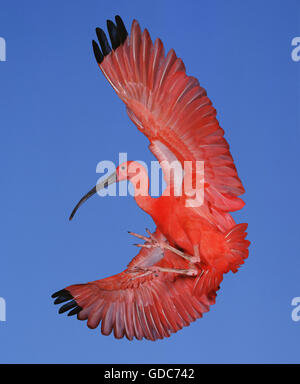 Scarlet Ibis, Eudocimus Ruber, Erwachsenen im Flug Stockfoto