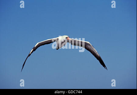 Maskierte Tölpel, Sula Dactylatra, Erwachsene im Flug gegen blauen Himmel, Galapagos-Inseln Stockfoto