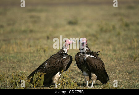 Ohrengeier konfrontiert Geier Torgos Tracheliotus, Erwachsene, Masai Mara Park in Kenia Stockfoto