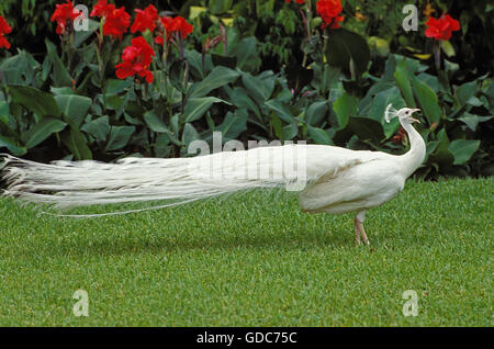 Albino gemeinsame Pfau, Pavo Cristatus aufrufen Stockfoto