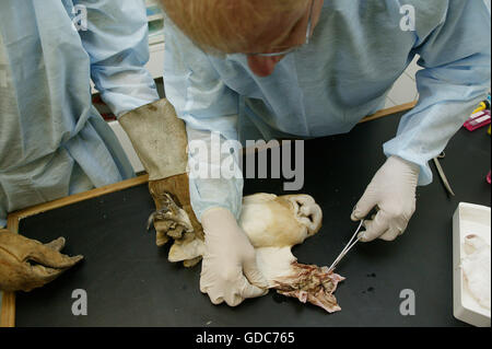 Schleiereule, La Dame Blanche, Animal Protection Center in Normandie gerettet Stockfoto