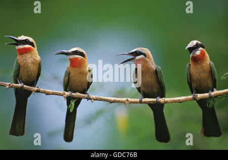 WHITE-FRONTED Biene-Esser Merops Bullockoides, Erwachsene singen, Kenia Stockfoto
