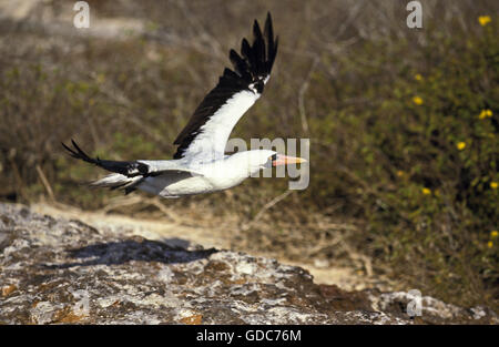 Maskierte Tölpel, Sula Dactylatra, Erwachsene im Flug Galapagos Insel Stockfoto