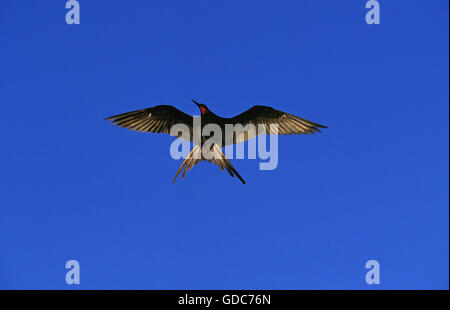 Herrliche Fregattvogels, Fregata magnificens, Männchen im Flug, Mexiko Stockfoto