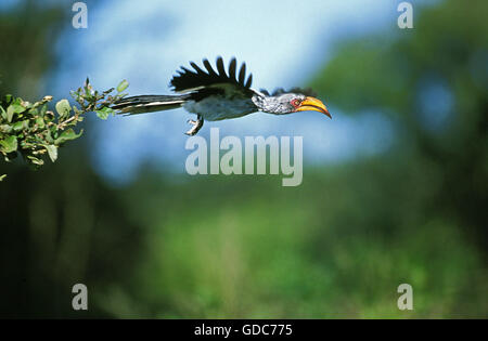 GELB in Rechnung gestellt HORNBILL Tockus Flavirostris, Erwachsene IN FLIGHT, Kenia Stockfoto