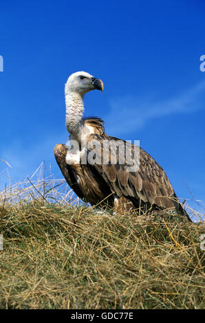 Eurasische Gänsegeier, abgeschottet Fulvus, Erwachsenen gegen blauen Himmel Stockfoto