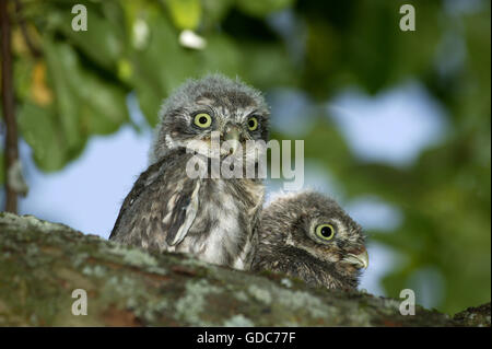 Steinkauz, Athene Noctua, Youngs auf Zweig, Normandie Stockfoto