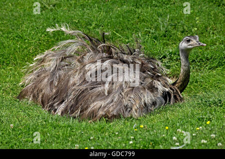 Amerikanische Rhea, Rhea Americana, Weiblich auf Nest Stockfoto