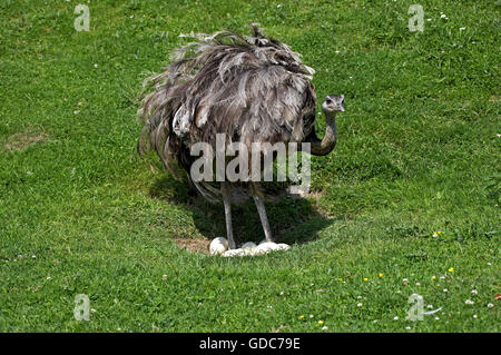 Amerikanische Rhea, Rhea Americana, Weiblich auf Nest mit Eiern Stockfoto