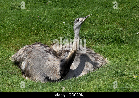 Amerikanische Rhea, Rhea Americana, Weiblich auf Nest Stockfoto