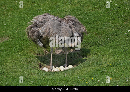 Amerikanische Rhea, Rhea Americana, Weiblich auf Nest mit Eiern Stockfoto