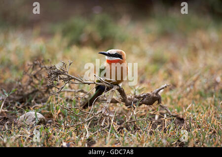 White Fronted Bee Eater, Merops Bullockoides, Erwachsenen thront auf Bush, Masai Mara-Park in Kenia Stockfoto