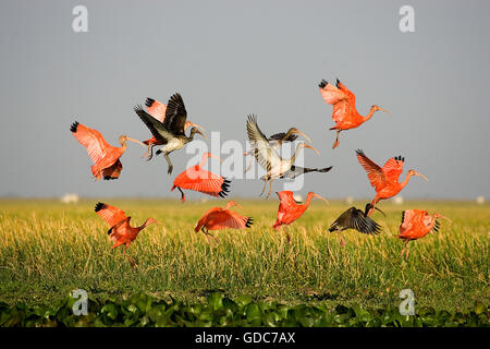 Scarlet Ibis, Eudocimus Ruber Gruppe im Flug über dem Sumpf, Los Lianos in Venezuela Stockfoto