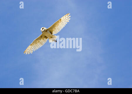 Schleiereule, Tyto Alba, im Flug, Los Lianos in Venezuela Stockfoto