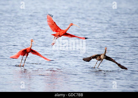 Scarlet Ibis, Eudocimus Ruber, Erwachsene und unreif im Flug, Einnahme von Wasser, Los Lianos in Venezuela Stockfoto