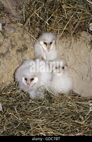 Schleiereule, Tyto Alba, Küken, Normandie Stockfoto