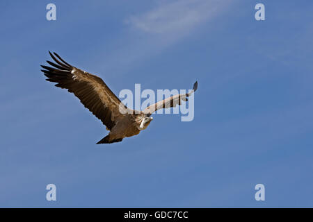 Gänsegeier, abgeschottet Fulvus, im Flug Stockfoto