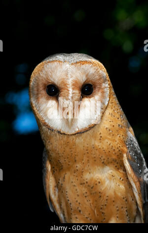 Schleiereule, Tyto Alba, Porträt von Erwachsenen Vendee in Frankreich Stockfoto