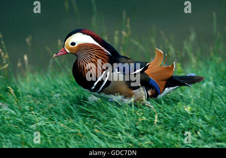 MANDARINENTE Aix Galericulata, männliche IN Zucht GEFIEDER Stockfoto