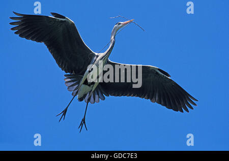 Graureiher Ardea Cinerea, Erwachsene IN FLIGHT, die Verschachtelung MATERIAL im Schnabel, CAMARGUE IN Frankreich Stockfoto