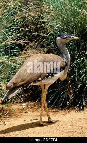 AUSTRALISCHE BUSTARD Ardeotis Australis, Erwachsene Stockfoto